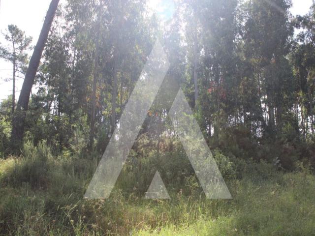 Terreno com madeira incluída em Bustos