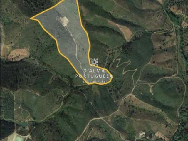 Terreno com mais de 10ha ideal para um Eco Resort, com água e vários tipos de árvores