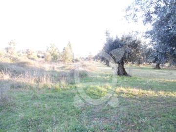 Terreno com Olival