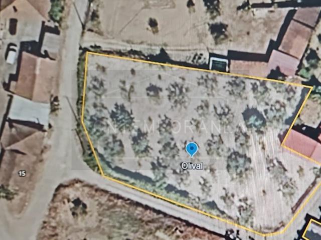 Terreno com olival