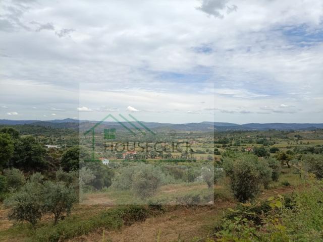 Terreno com Olival em Belmonte