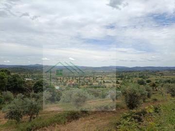 Terreno com Olival em Belmonte