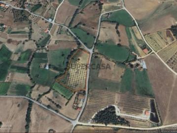 Terreno com olival nos Três Povos fundão
