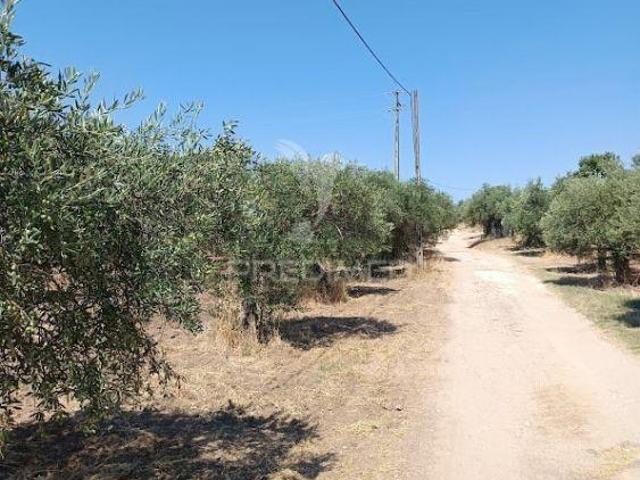 Terreno com Olival Tradicional ? 11.250 m² | Estrada da Figueira, Campo Maior | 26094094951