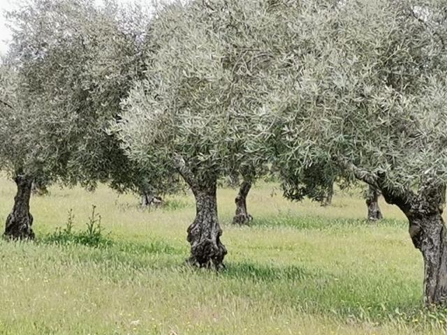 Terreno com oliveiras Castro Vicente