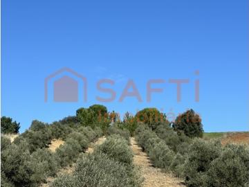 Terreno Com Oliveiras Arruda dos Pisões Pack com outro terreno