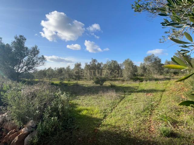 Terreno com oliveiras em São Bartolomeu de Messines, Silves