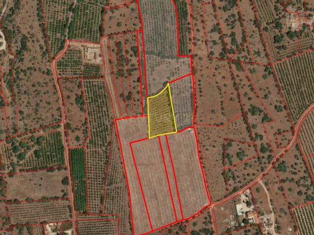 Terreno com oliveiras em São Bartolomeu de Messines, Silves