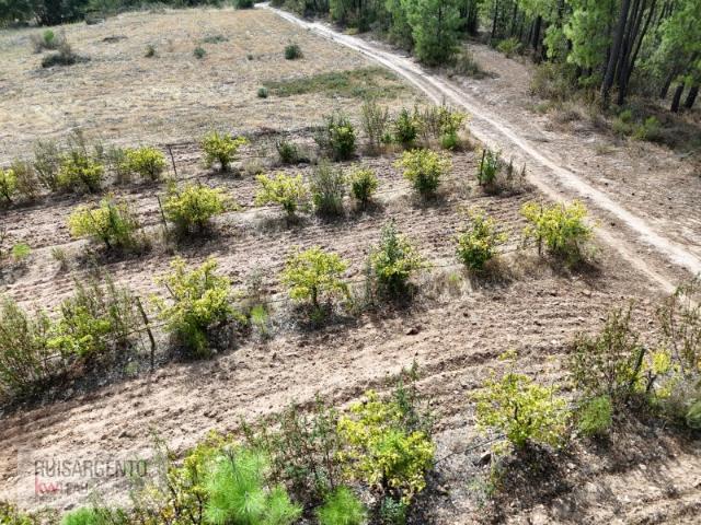 Terreno com Pera Rocha e Ruina em Granito Monte Leal, Val de Prazeres