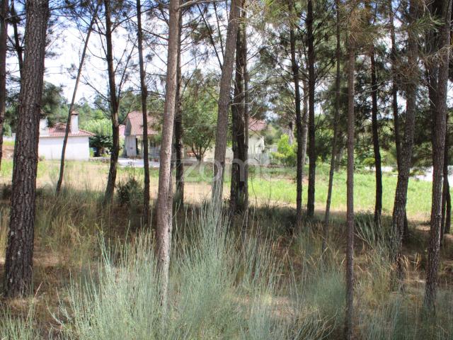 Terreno com pinhal e e mato a 15 minutos de Viseu