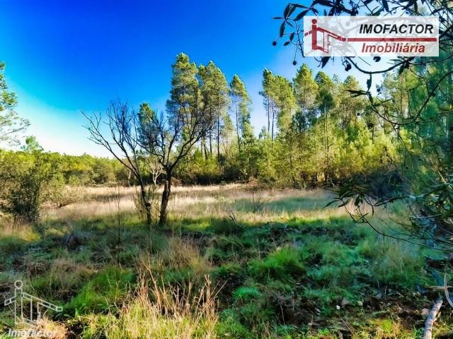 Terreno com Pinhal e Poço Sto André das Tojeiras Castelo Branco