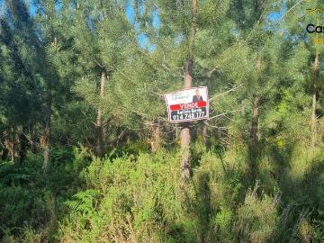 Terreno com Pinheios