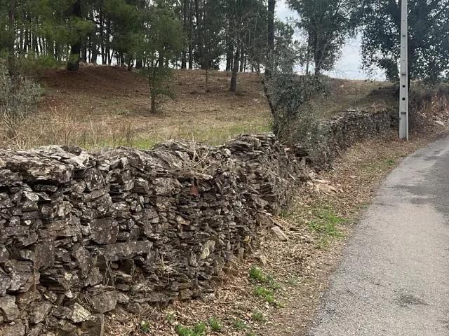 Terreno com pinheiros – Ideal para estaleiro em Proença a Nova