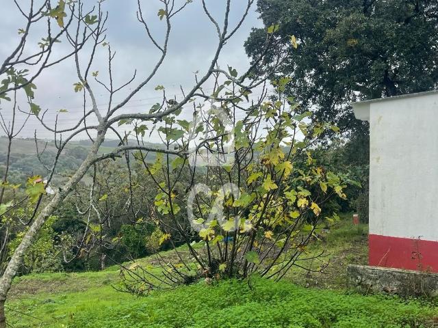 Terreno com poço legalizado e várias árvores de fruto