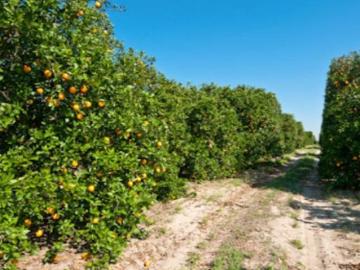 Terreno com Pomar de Laranjeiras em Conceição de Faro