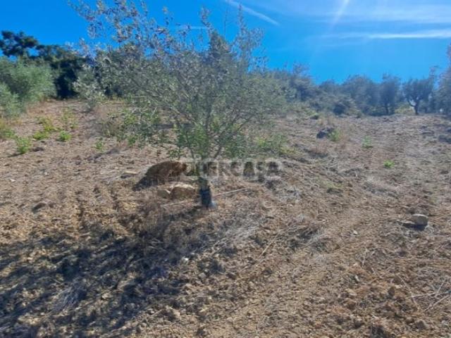 TERRENO COM POTENCIAL AGRÍCOLA E ECONÓMICO | 1.420 m² | ALMALAGUÊS