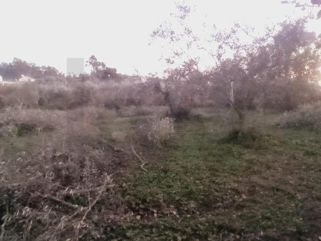 Terreno com Potencial de Construção – 3.110 m² – Soure
