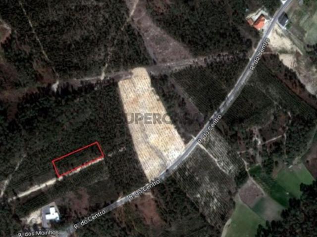 Terreno com plantação de eucaliptos e pinheiros Ourém