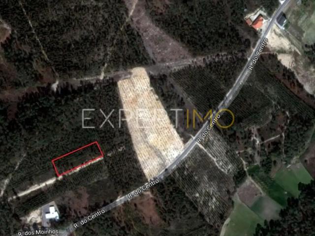 Terreno com plantação de eucaliptos e pinheiros Ourém