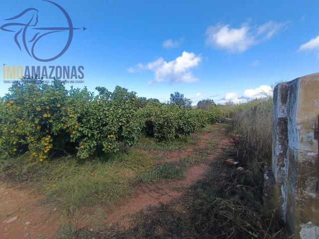 Terreno com produção agrícola de citrinos para venda em Silves