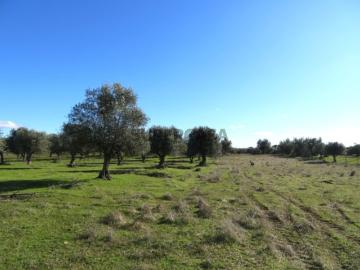 Terreno com projeto turístico aprovado: colocação de bungalows