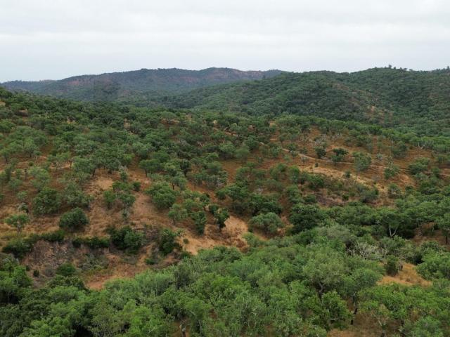 Terreno com Ruína e Potencial de Construção – Privacidade e Natureza a 20 min das Praias de Melides