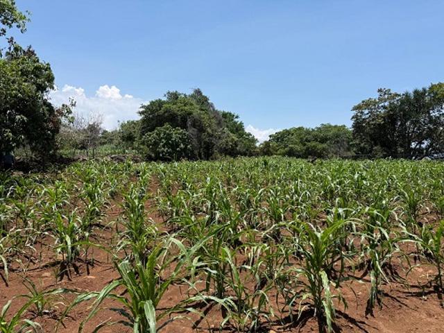 Terreno Comercial