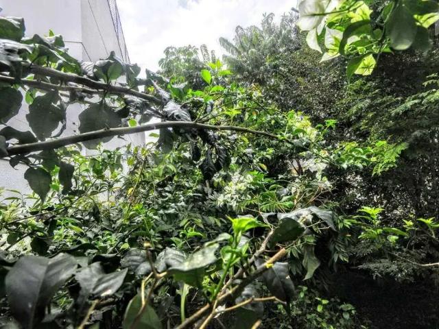 Terreno comercial para Locação em Campinas/SP Vila Lemos