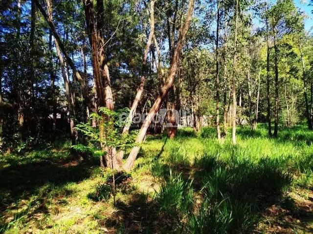 Terreno comercial para Locação em Gravataí/RS Santo Antônio