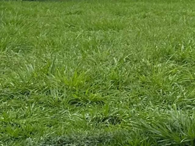 Terreno comercial para Locação em Ribeirão Preto/SP Jardim Califórnia