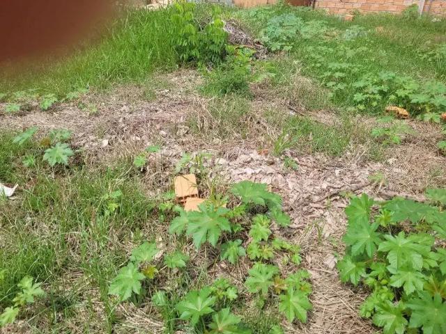 Terreno comercial para Locação em Ribeirão Preto/SP Jardim Salgado Filho