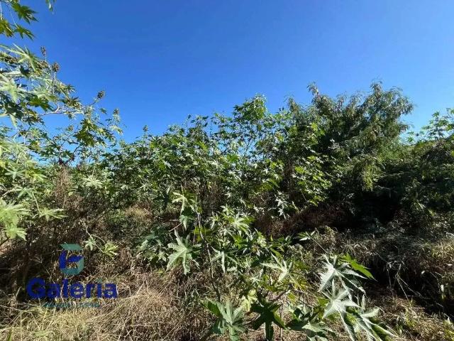 Terreno comercial para Locação em Ribeirão Preto/SP Vila Carvalho