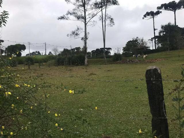 Terreno comercial para Locação em São José dos Pinhais/PR Colônia Murici