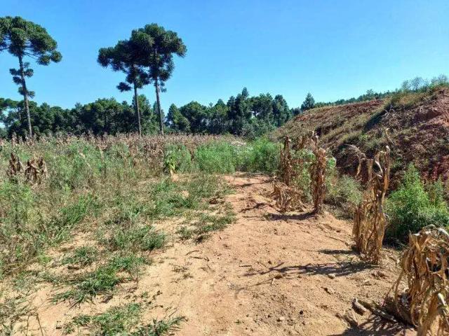 Terreno comercial para Venda em Mandirituba/PR Área Rural 1 Quartos