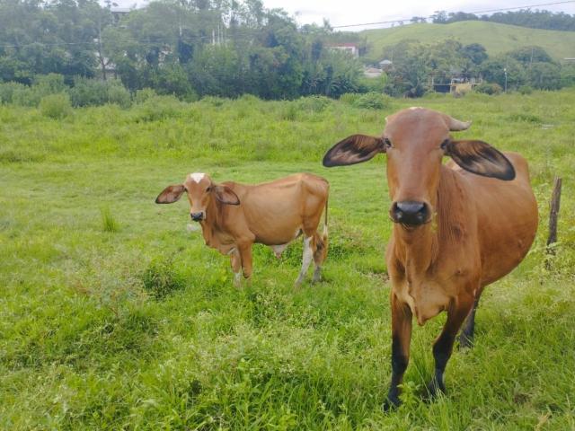 Terreno comercial para Venda em Cachoeiro de Itapemirim/ES Distrito Industrial
