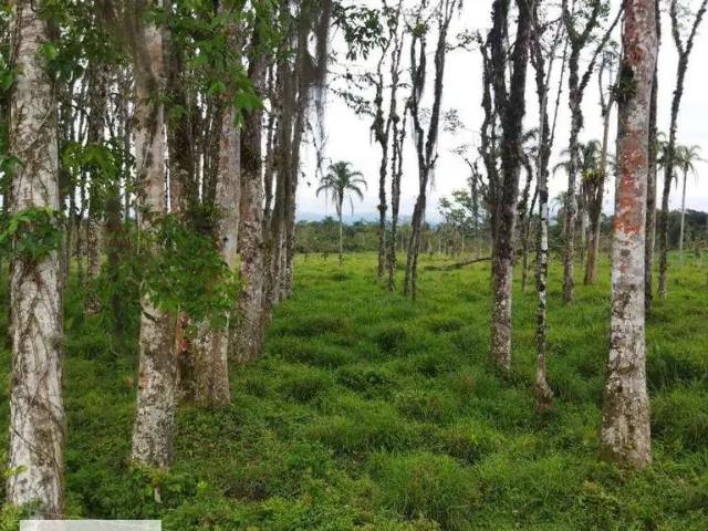 Terreno comercial para Venda em Caraguatatuba/SP Barranco Alto