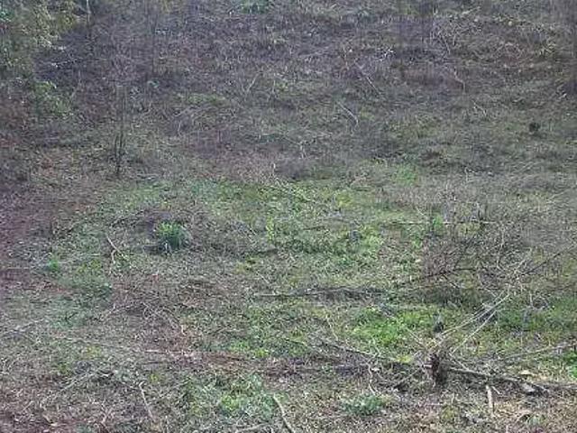 Terreno comercial para Venda em Ibiporã/PR Jardim Pinheiro