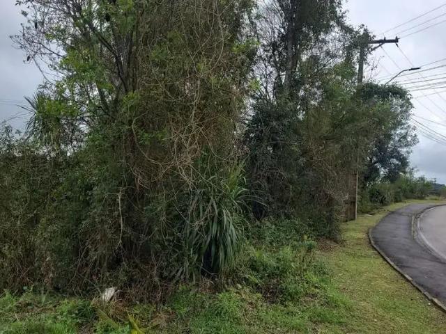 Terreno comercial para Venda em Piên/PR Trigolândia