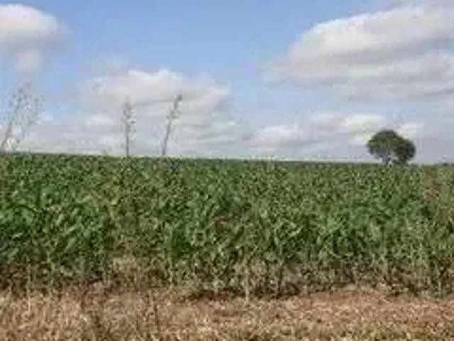 Terreno comercial para Venda em Ponta Grossa/PR Chapada