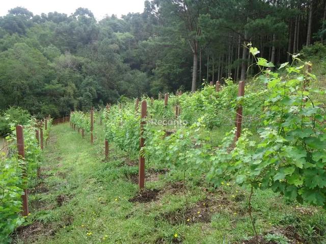 Terreno comercial para Venda em São Francisco de Paula/RS Eletra