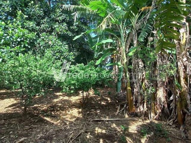 Terreno comercial para Venda em Valinhos/SP Jardim Celani