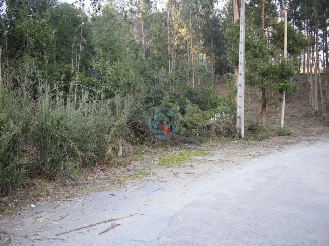 Terreno composto por Pinhal
