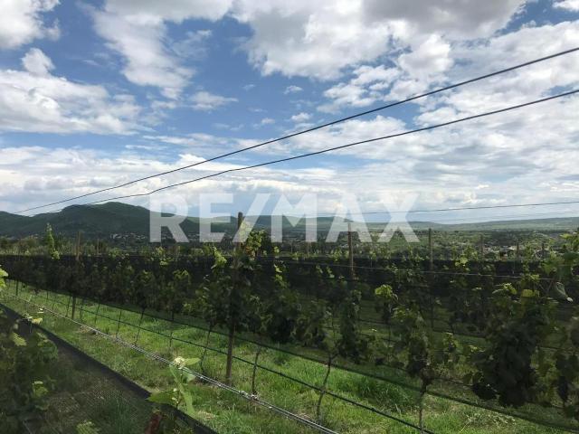 Terreno en venta en Viñedos San Miguel, en Comonfort, Guanajuato. Con Viñedo