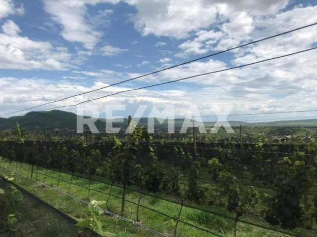 Terreno en Venta en Viñedos San Miguel, en Comonfort, Guanajuato. Con Viñedo