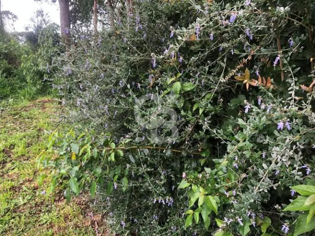 Terreno con orilla de lago en camino a Ensenada km 5 | 0 dormitorios por 20000.00 en Puerto Varas
