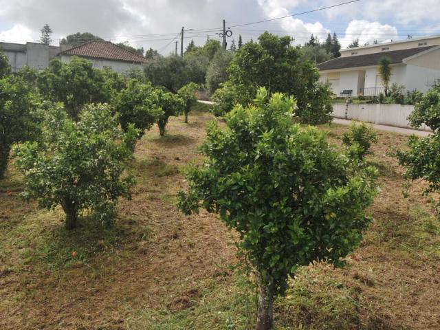 Terreno Construtivo em Torres Novas