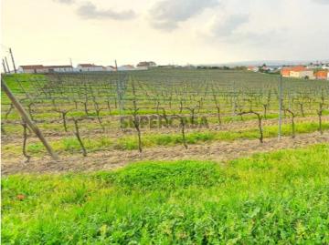 Terreno construção loteamento Óbidos