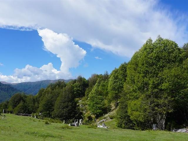 Terreno Construccion en Venta en Aldea Centinela Malalcahuello