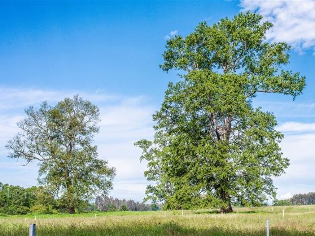 Terreno Construccion en Venta en Parcelación Agricola Los Cipreses Etapa 2 5. 000 m2, Paillaco, Futrono, Valdivia