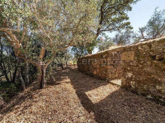 Lote / Covilhã, Dominguiso